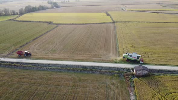 Aerial View Of Rice's Harvest alt
