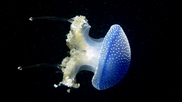 Close up of Phyllorhiza Punctata Jellyfish swimming in dark clear ocean water,4K alt