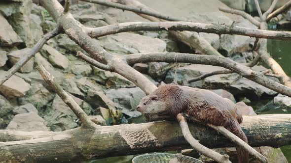 Wet Otter Lying on a Cut Tree alt