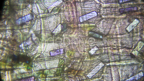 Microscopy: Onion Skin 001