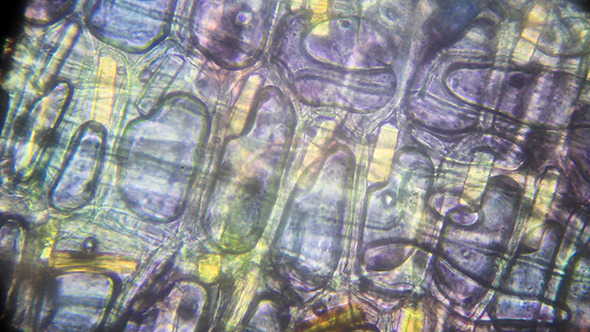 Microscopy: Onion Skin 002