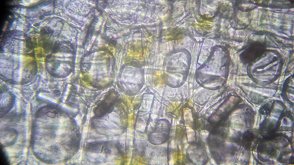 Microscopy: Onion Skin 003