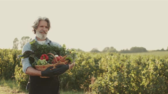 Old Man Carrying a Box of Organic Vegetables on a Plantation alt