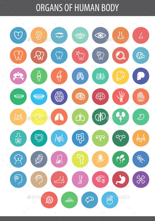 Human Organs Icon - Business Icons