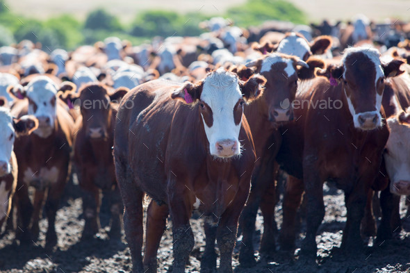 Group of cows in intensive livestock farm land, Uruguay - Stock Photo - Images
