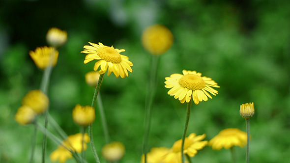 Yellow Daisy 1