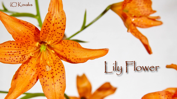 Opening Orange Lily Flower