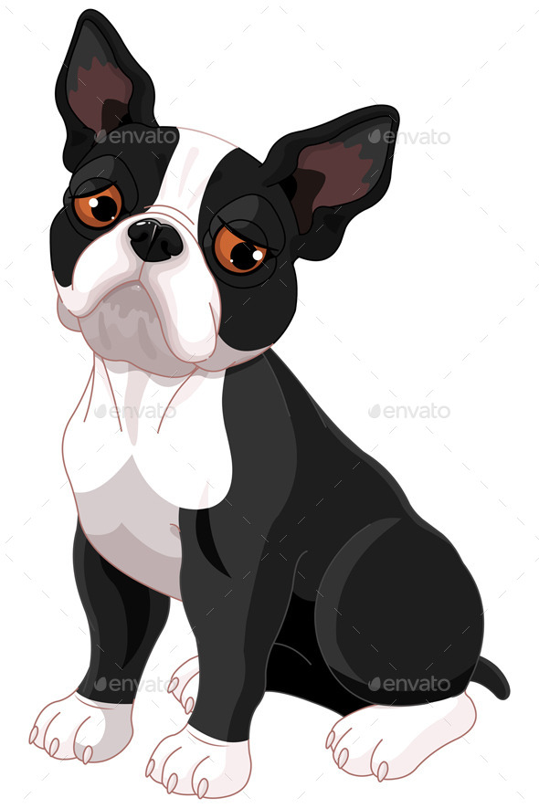 Sad Boston Terrier Sad Boston Terrier