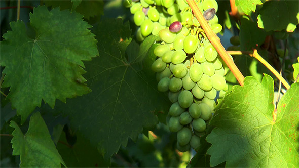 Brush Unripe Grapes 