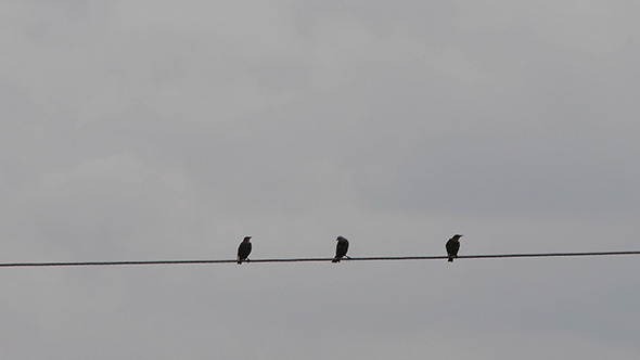 Birds Siiting On The Wire 1
