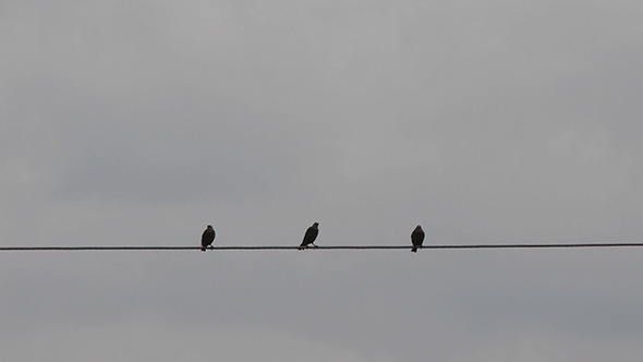 Birds Sitting On The Wire 2