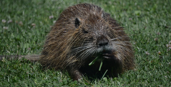 Wild Coypu Nutria