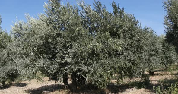 952079 Wind in the Olive’s Tree near Maussane Les Alpilles in the South East of France, Real Time 4K alt
