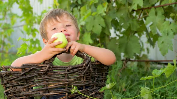 Summer holidays concept. Harvesting concept. Boy in the basket eating apple. Happy childhood