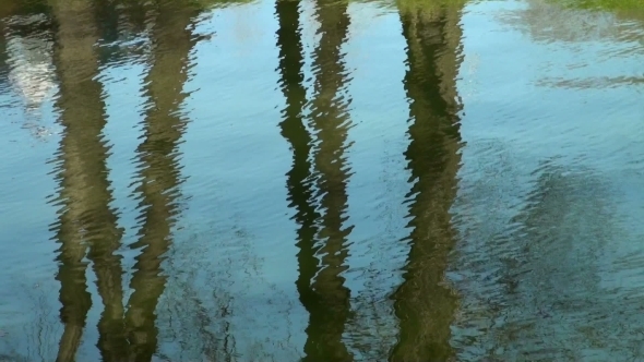 Reflection Of Trees In The Water
