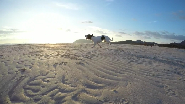 Dog Running On Sandy Beach alt