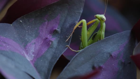 Mantis Religiosa Is Climbing Slowly to the Leaf alt