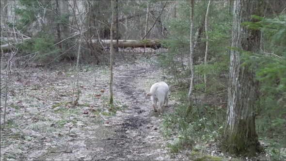 The White Labrador Dog Sniffing to the Forest