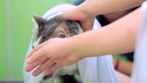 People Stroking Cat Suffering From Heat