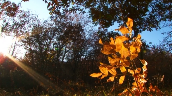 Branch With Yellow Leaves  Illuminated With The