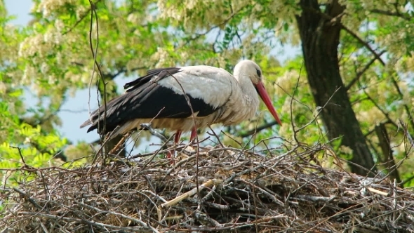 Lonely Stork Cleaning Itself In The Nest