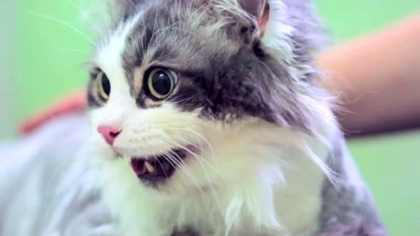 Scared White And Grey Cat With Open Mouth