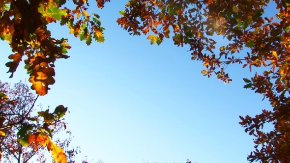 Branches With Leaves In Autumn Colours On Blue Sky