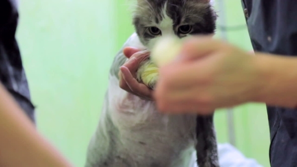 Cute Cut Cat After Procedure