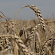 Wheat_1 - VideoHive Item for Sale