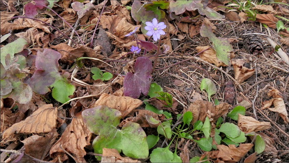 Dried Leaves Scattered on the Forest Ground alt