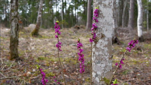 Beautiful Purple Flowers on the Forest