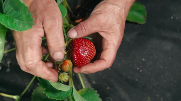 Farmer's hands picking organic strawberries close-up