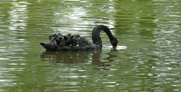 Black Swan alt