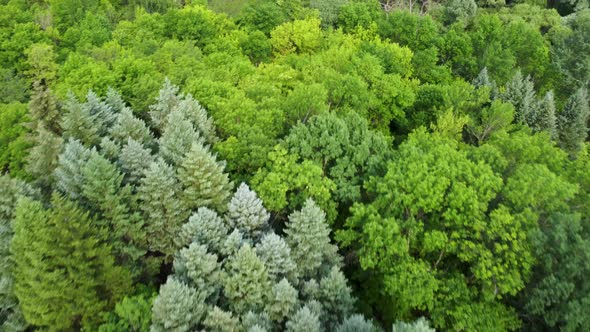 Green forest, vivid trees and swamp, summer aerial