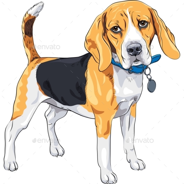 Vector Sketch Serious Dog Beagle Breed Vector Sketch Serious Dog Beagle Breed