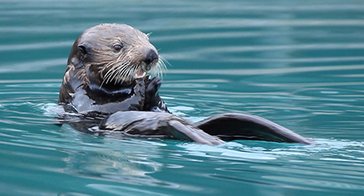 Animals with a Backbone