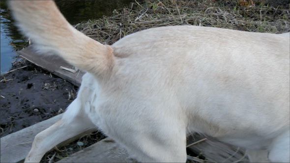 The Labrador White Dog Sniffing and Walking  