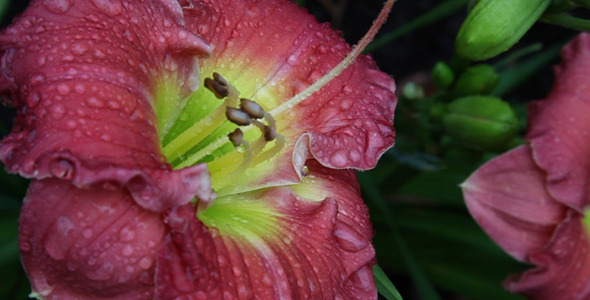 Daylily flower after the rain Daylily flower after the rain