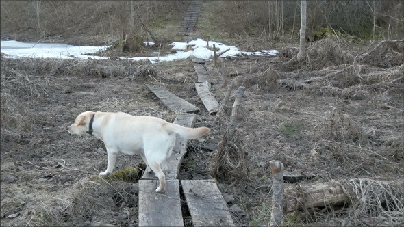 A Pathway Where the Dog Walks Through 
