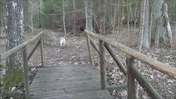 The Labrador White Dog Running with a Stick 