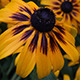 Rudbeckia Flower After the Rain - VideoHive Item for Sale