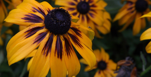 Rudbeckia Flower After the Rain Rudbeckia Flower After the Rain