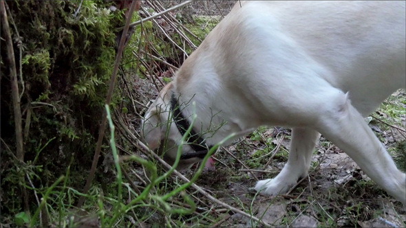 Sniffing Labrador Dog on the Root of the Tree