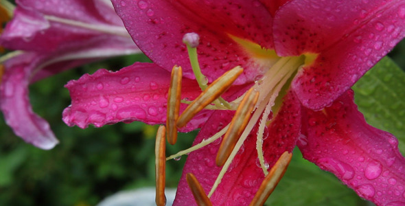 Daylily After Rain Daylily After Rain
