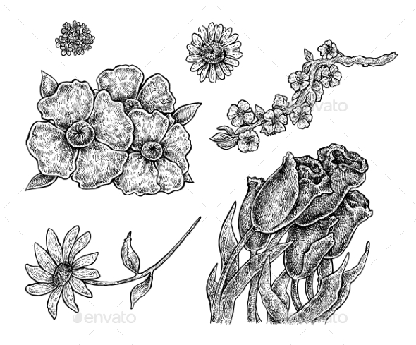 Set of Hand Drawn Ink Flowers Set of Hand Drawn Ink Flowers