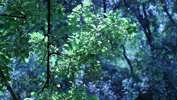 Green Leaf In Nature 685