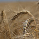 Wheat_2 - VideoHive Item for Sale