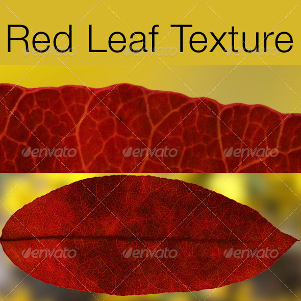 Red Leaf Texture - 3Docean 1275826