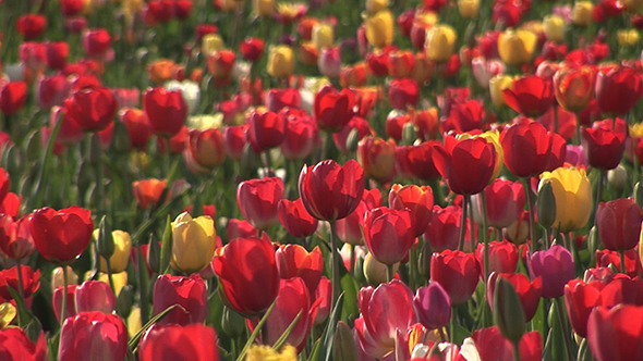 Flower Bed Of Multicolored Tulips