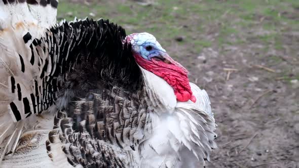 A White Male Turkey With A Bright Blue Head On The Dirt Background By Berdiy88